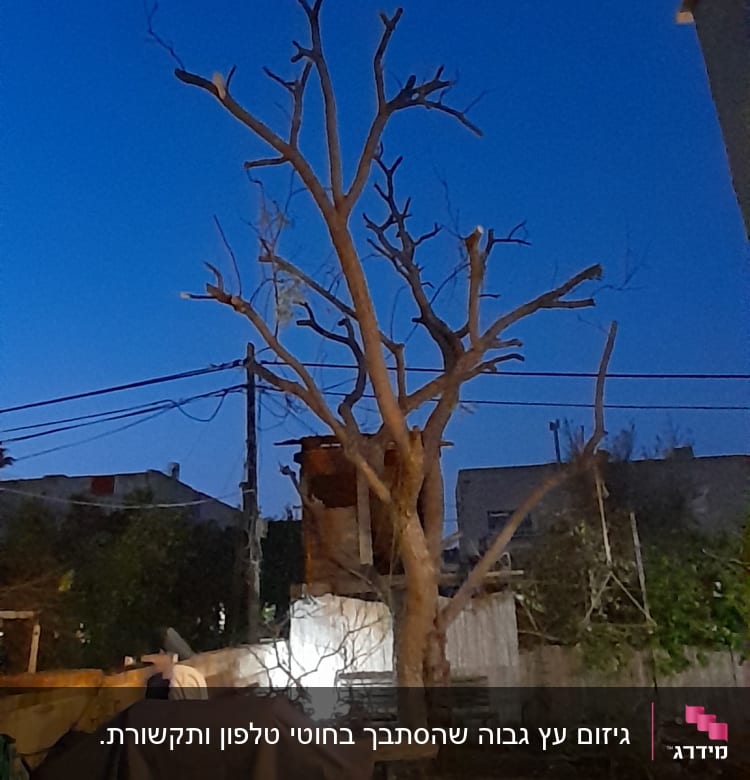 עץ גזום עם ענפים חתוכים בחצר